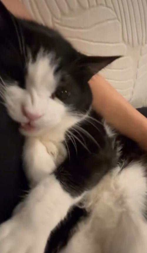 口を開きかける猫
