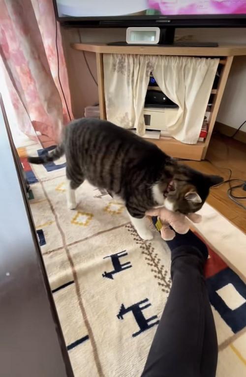 ぬいぐるみを運ぶキジ白猫