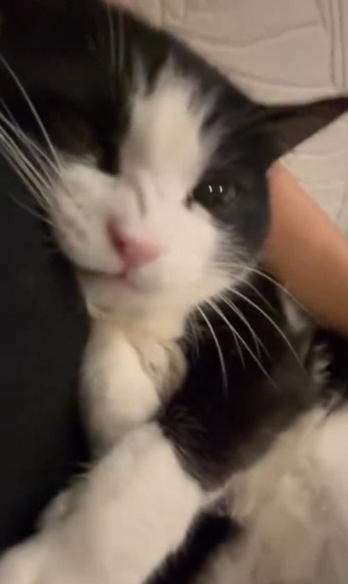 口を閉じてむっとした猫