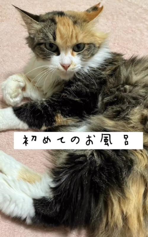 横になる猫