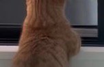 窓枠に乗せられた猫の前足