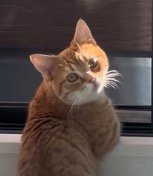 振り返って飼い主を見つめる猫の顔
