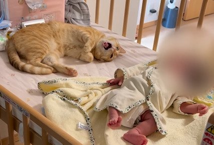 あくびする猫
