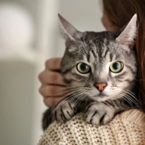 猫があなたの『肩に乗ってくる』ときの理由3選　登りたがる猫の特徴や上手な応え方まで
