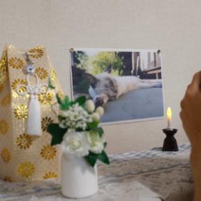 愛猫を亡くしたことによる『ペットロス』で表れる症状5つ　辛いお別れから立ち直るための対処法も