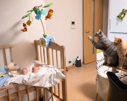 プーメリーを見る2匹の猫2