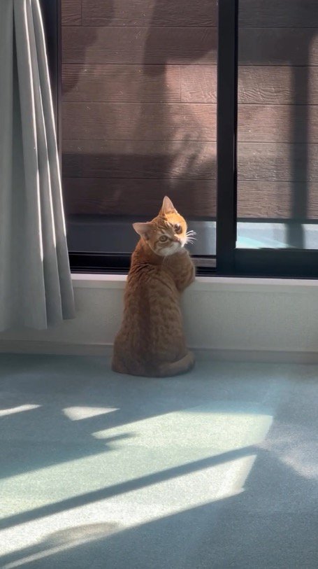 飼い主を振り返る猫