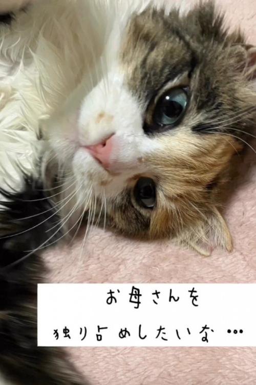 寝転がる猫の顔