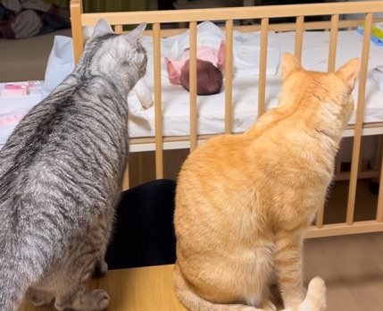 赤ちゃんを見る2匹の猫2