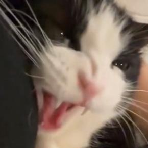 飼い主にぴったりとくっつくハチワレ猫→少しキレ気味になるも……微笑ましい光景に２万いいねの反響「鼻にシワ寄せちゃって可愛いｗ」
