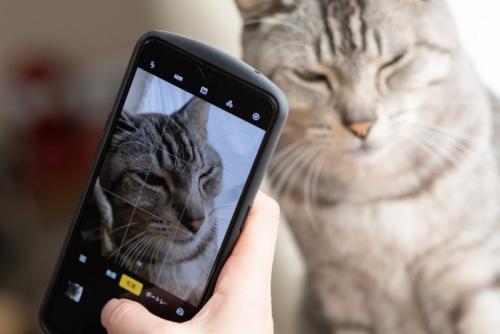スマホで写真を撮られる猫