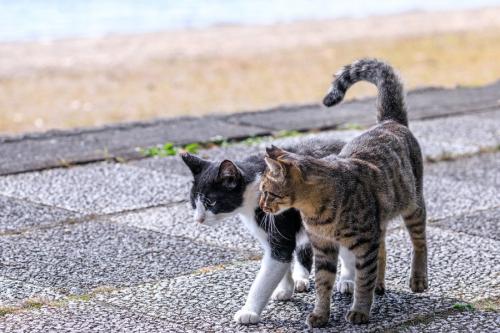 仲良く散歩する2匹の猫