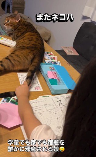 宿題をしている子どもと目の前で横になっている猫