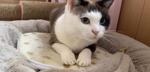 家の中で過ごす猫