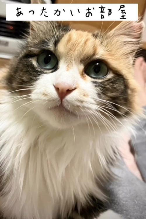 見上げる猫の顔