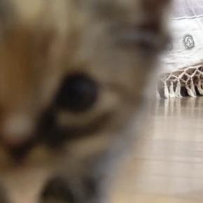 保護3日目の『赤ちゃん猫たち』→カメラを構えていると…「可愛すぎて泣ける」33万再生された尊い瞬間に「全てが愛おしい」「ため息が出る」