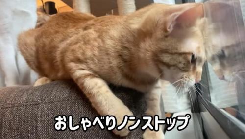 ベランダの虫を見ている猫