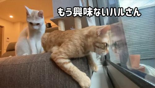 ベランダの虫を見ている猫