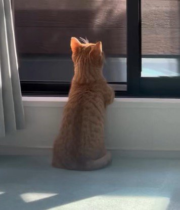 窓の前に座る猫