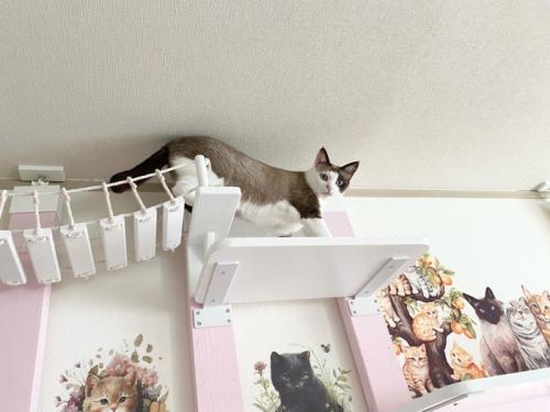 キャットウォークを歩く猫