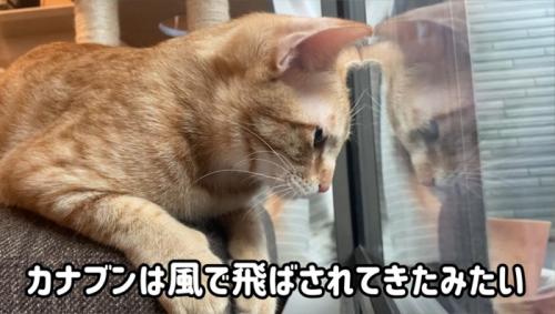 ベランダの虫を見ている猫