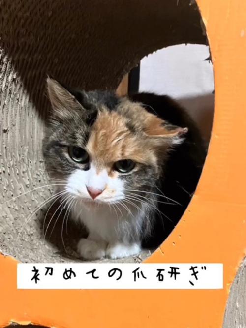 爪とぎに乗る猫