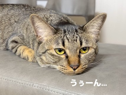 憂鬱そうな表情の猫