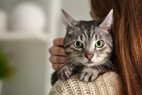 飼い主の肩に乗る猫