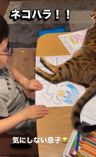 塗り絵をしている子どもと目の前で横になっている猫