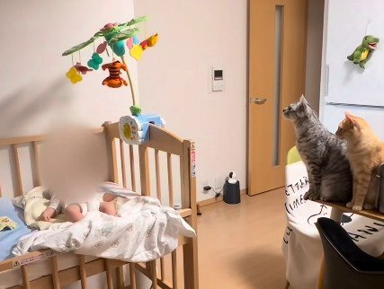 プーメリーを見る2匹の猫