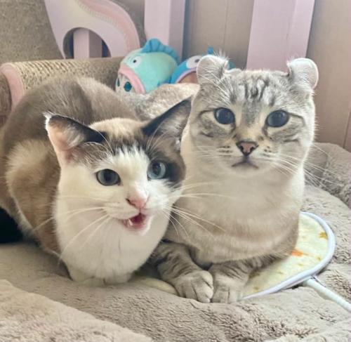 くっついている2匹の猫