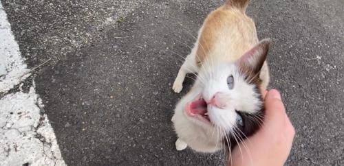 すり寄ってきた猫
