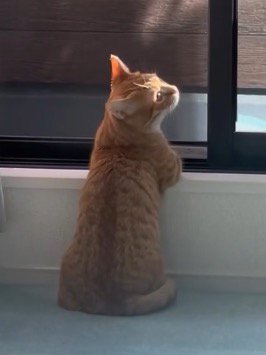 周囲を見まわす猫