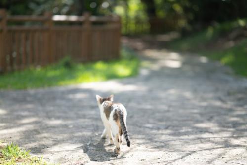 外を歩く猫の後ろ姿