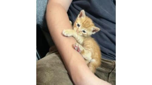 室内にいる猫