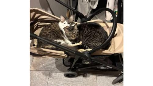 ベビーカーにいる猫
