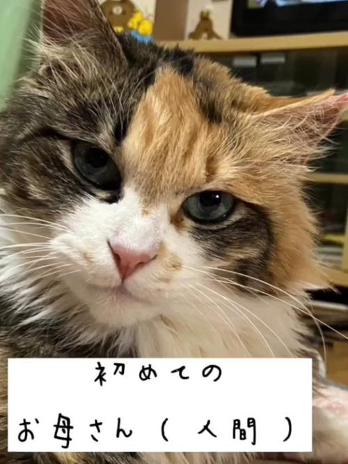 猫の顔