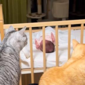 『赤ちゃんが家に来た初日』、遠巻きに見つめていた2匹の猫→現在……尊すぎる光景が47万再生「立派なボディーガードｗ」「優しい見守り隊」