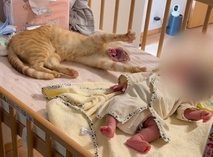 赤ちゃんに手を伸ばす猫