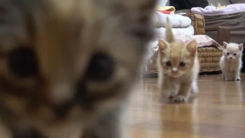 サビちゃんのドアップ