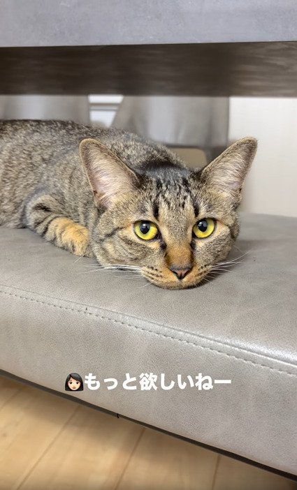 飼い主を見る猫4