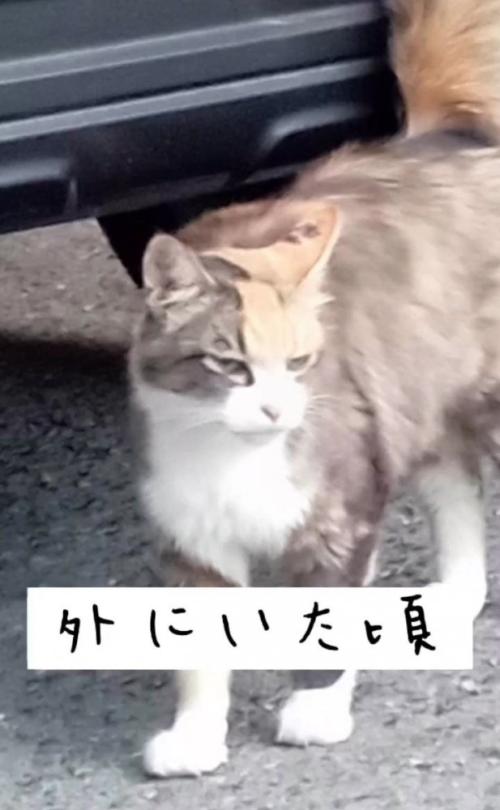 外にいる猫