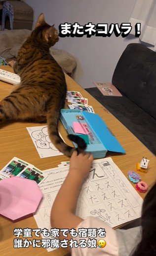 宿題をしている子どもと目の前で横になっている猫