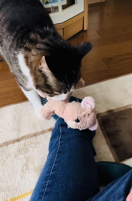飼い主さんの足の上にぬいぐるみを置くキジ白猫