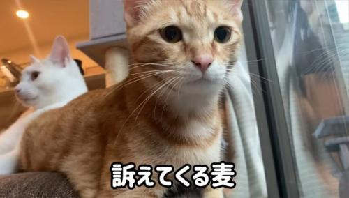 ソファに座っている2匹の猫