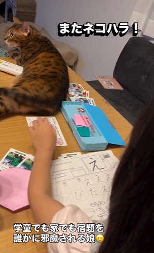 宿題をしている子どもと目の前で横になっている猫