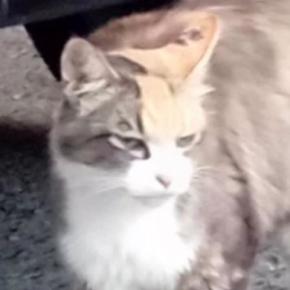 山間部で暮らしていた『目つきの鋭い三毛猫』→保護されて、愛情を注がれると…別猫のような変化に「表情が全然違う」「胸が熱くなった」の声
