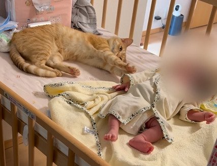 赤ちゃんに手を伸ばす猫2