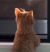 窓の外を見つめる猫
