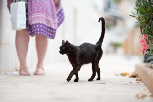 しっぽを上げて女性に甘える黒猫